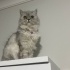 MİŞA YUVA ARIYOR fotoğraf