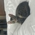 Annesi british babası tekir melez bir kedi oyun oynamayı çok sever fotoğraf
