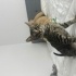 Annesi british babası tekir melez bir kedi oyun oynamayı çok sever