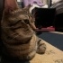 ERKEK TEKİR KEDİ 1 BUÇUK YAŞINDA