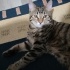 ERKEK TEKİR KEDİ 1 BUÇUK YAŞINDA fotoğraf