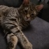 ERKEK TEKİR KEDİ 1 BUÇUK YAŞINDA fotoğraf