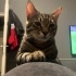 ERKEK TEKİR KEDİ 1 BUÇUK YAŞINDA fotoğraf