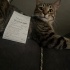 ERKEK TEKİR KEDİ 1 BUÇUK YAŞINDA fotoğraf