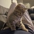 TEKİR VE SİYAH YAVRU KEDİLER fotoğraf