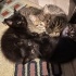 TEKİR VE SİYAH YAVRU KEDİLER fotoğraf