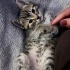 TEKİR VE SİYAH YAVRU KEDİLER fotoğraf