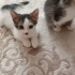 ACİL ÖMÜRLÜK YUVA ARIYORUZ fotoğraf