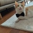 Çok uslu, sarman Müezza 🐾
