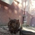 Sokağa atılmış cins güzel masum kedi