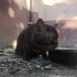 Sokağa atılmış cins güzel masum kedi fotoğraf