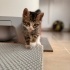 minik tekir ömürlük yuva fotoğraf