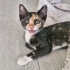 Calico yavru yuvasını arıyor fotoğraf