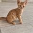 Simba ömürlük yuvasını arıyor fotoğraf