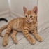 Simba ömürlük yuvasını arıyor fotoğraf
