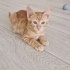 Simba ömürlük yuvasını arıyor fotoğraf