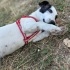 Yavru Jack Russell Barınakta fotoğraf