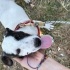 Yavru Jack Russell Barınakta fotoğraf