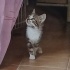 Minik Patiler yuva arıyor... fotoğraf