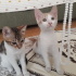 Twetty ve cally yuva ariyor fotoğraf