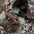 Twetty ve cally yuva ariyor fotoğraf