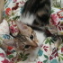 Twetty ve cally yuva ariyor fotoğraf