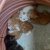 4 yavru kedi acil yuva arıyoruz
