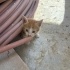 4 yavru kedi acil yuva arıyoruz fotoğraf