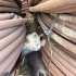 4 yavru kedi acil yuva arıyoruz fotoğraf