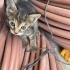 4 yavru kedi acil yuva arıyoruz fotoğraf