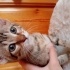 5 Aylık kedi sahiplendiriyorum fotoğraf