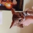 5 Aylık kedi sahiplendiriyorum fotoğraf