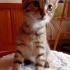 5 Aylık kedi sahiplendiriyorum fotoğraf
