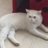 TOKMAK KAFAMIZA YUVA ARIYORUZ fotoğraf