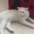 TOKMAK KAFAMIZA YUVA ARIYORUZ fotoğraf
