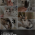 Sırtında kalp olan beyaz kedi ve kardeşleri