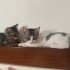 Sevimli💕bonbon🐾 ömürlük yuvasını bekliyor fotoğraf
