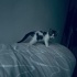 Sevimli💕bonbon🐾 ömürlük yuvasını bekliyor fotoğraf