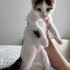 çok tatlı Smokin kediler fotoğraf