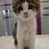 Mırıldayarak yuva isteyen kedi, ömürlük aile arıyor