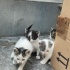 Yeni doğmuş 1 aylık minik sokak kedilerimize yuva arıyorum :)