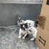 Yeni doğmuş 1 aylık minik sokak kedilerimize yuva arıyorum :) fotoğraf