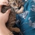 Tekir oyuncu mırıl mırıl bir yavru kedi fotoğraf