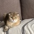 Sandy Scottish çok uysal sevecen fotoğraf