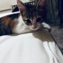 Patiş 😽🐾ömürlük yuvasını bekliyor🤍🖤🧡 fotoğraf