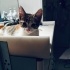 Patiş 😽🐾ömürlük yuvasını bekliyor🤍🖤🧡 fotoğraf
