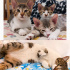 3 Aylık Yavru Kedi ve Anne Kedi Ücretsiz Sahiplendirme-Bursa fotoğraf
