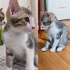 3 Aylık Yavru Kedi ve Anne Kedi Ücretsiz Sahiplendirme-Bursa fotoğraf