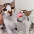3 Aylık Yavru Kedi ve Anne Kedi Ücretsiz Sahiplendirme-Bursa fotoğraf