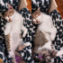 3 Aylık Yavru Kedi ve Anne Kedi Ücretsiz Sahiplendirme-Bursa fotoğraf